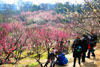  南京旅游方案,豪华五星大报恩胜境,秦淮灯彩二日游