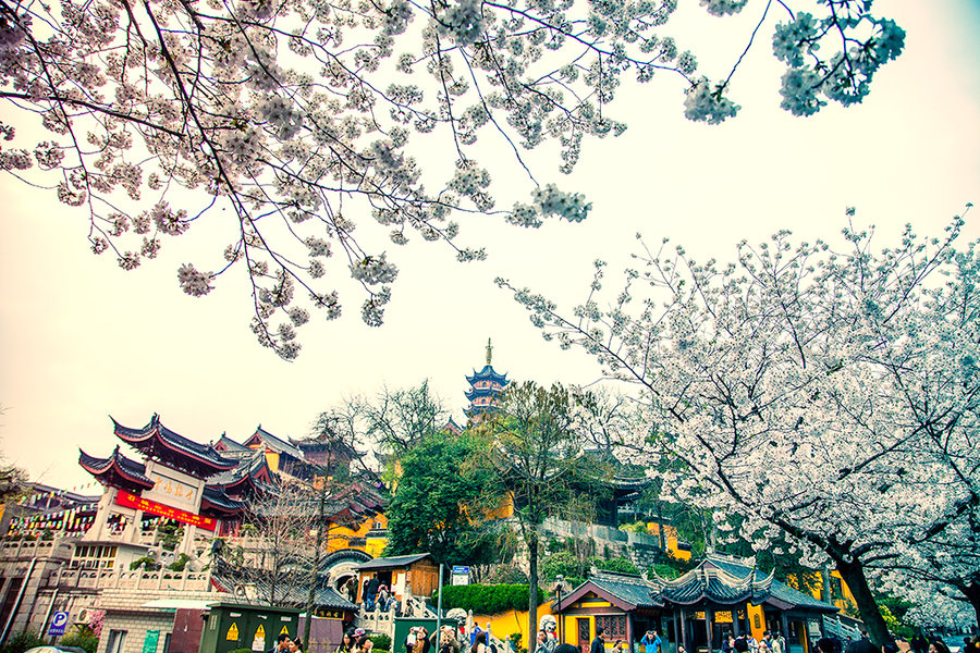  南京地接旅游景点,南京春季旅游景点