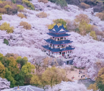  华东地接旅行社,樱雨金陵,花间寻味三日游