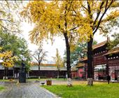 华东地接旅行社四季特色—金色朝天宫