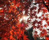 华东地接旅行社特惠行程-红枫节二日游