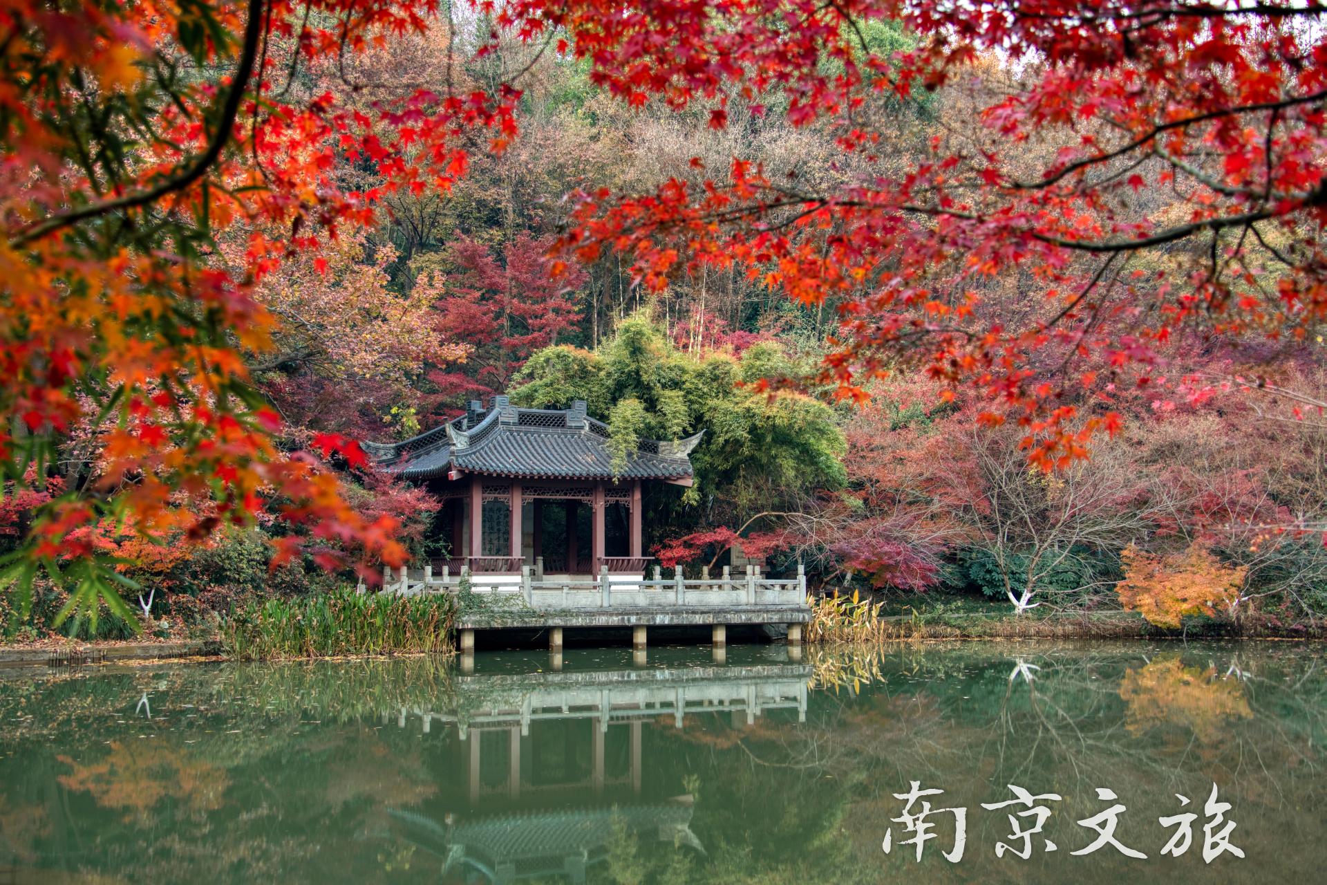  南京地接旅游景点,南京地接旅游赏秋景点